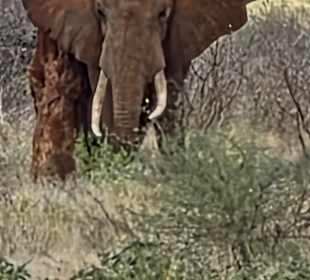 Tiere im Nationalpark 