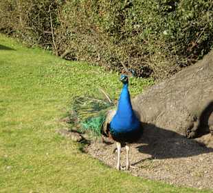 Łazienki Królewskie