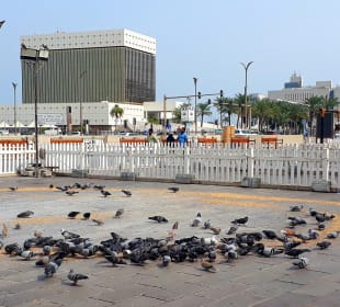 Souq Waqif