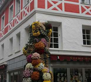 Chrysanthema