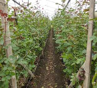 In den Gewächshäusern