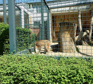Montana Puma