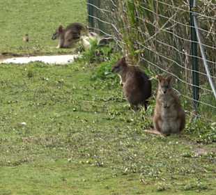 Zoologischer Stadtgarten