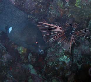 Muräne und Rotfeuerfisch