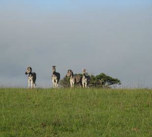 Zebras (Wanderung)