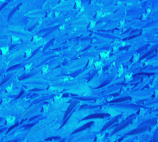 Großmaulmakrelen-Spektal