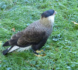 Greifvogelschau 