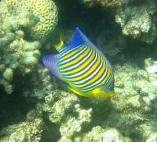 Delfin-Schnorchel-Tour mit Mohamed