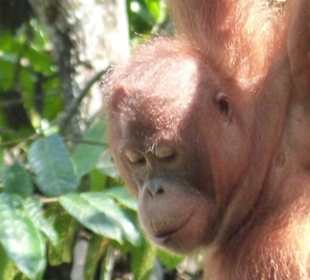 Auf dem Weg nach Sadir bei den Orang Utans