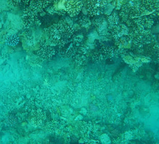 Riff versandet wegen künstlicher Strand
