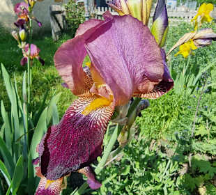 Blumenpracht vor den Häusern