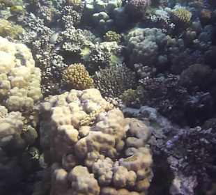 Schnorcheln Soma Bay 