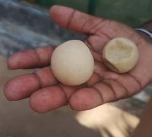 Turtle Aufzuchtstation