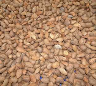 Mandeln in der Sonne