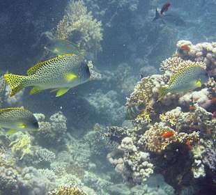 Podwodne życie w Abu Dabab