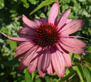 Impressionen vom Rundgang durch die Gärten