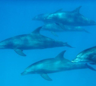 Delfine erleben