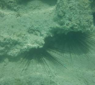 Hausriff, rechts von der Marina. Seeigel