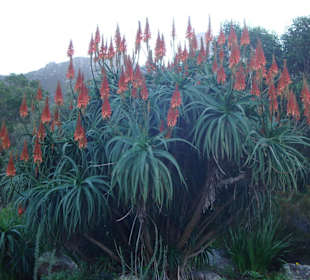 Blütenpracht im Winter