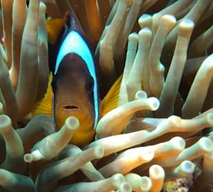 Schnorcheln Makadi Bay