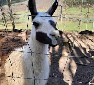 Wild- & Erlebnispark Daun 