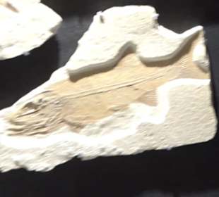 Dinosaurier Museum Altmühltal