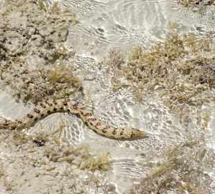 Aal? Schlange? Muräne?