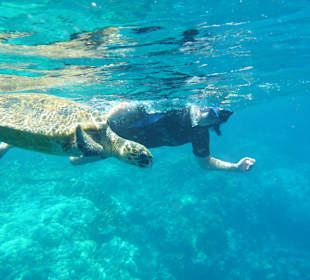 Schwimmen mit einer großen Schildkröte