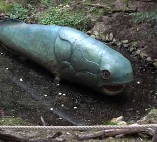 Dinosaurier Museum Altmühltal