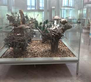 Staatliches Naturkunde Museum