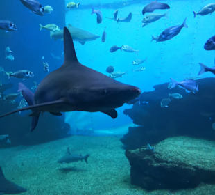 Palma Aquarium