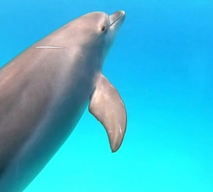 Delfin Tour Makadi Bay