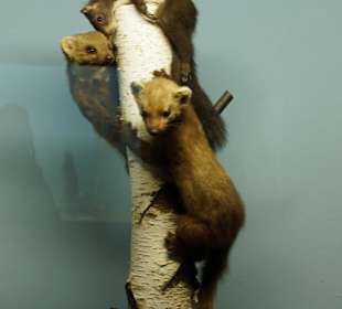 Vogel-und Jagdtierkunde