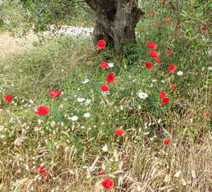 Wilde Blumen am Rande des Strandes