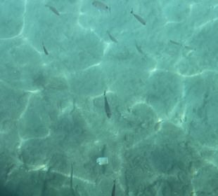 Fische im Hafenbecken