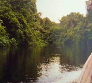 Nebenarm des Orinoco