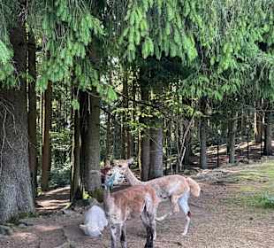 Waldwipfelweg St Englmar