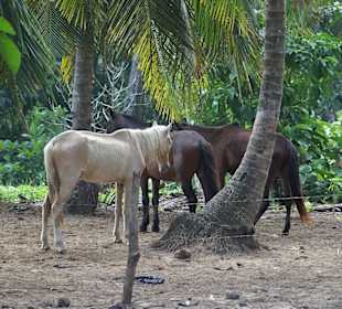 Die mageren Pferde der Ranch