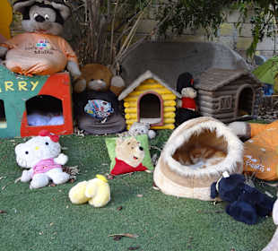 Cats Village in einer Nebenstrasse