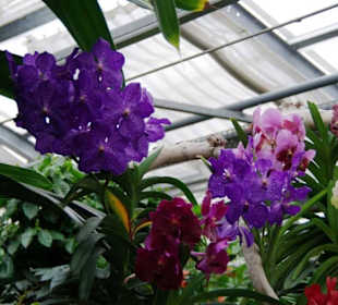 Schmetterlingshaus Orchideen