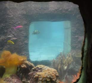 Aquarium im Schwimmbad