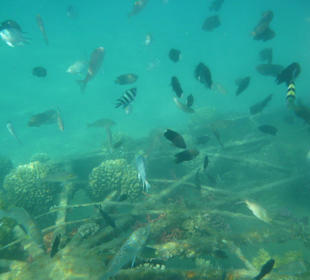 Подводный мир