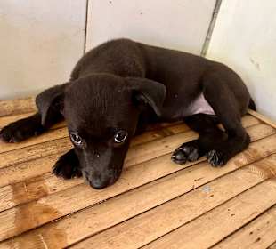 Dog and Cat Rescue Samui Foundation