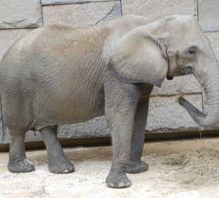 Elefant Tierpark Schönbrunn