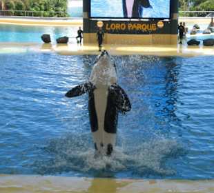 Orca Ocean Show