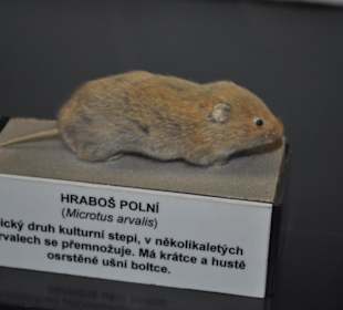Národní muzeum