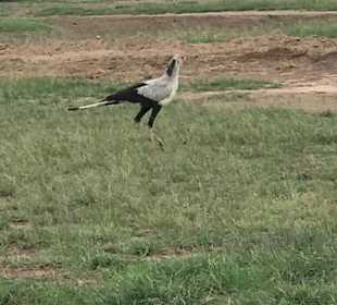 Tsavo West