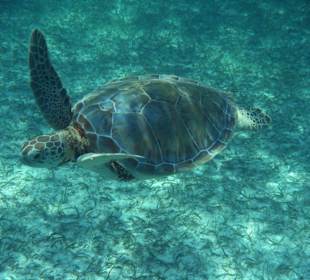 Akumal