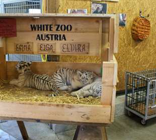 Kameltheater & Weißer Hof