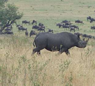 Spitzmaul-Nashorn (Big Five)